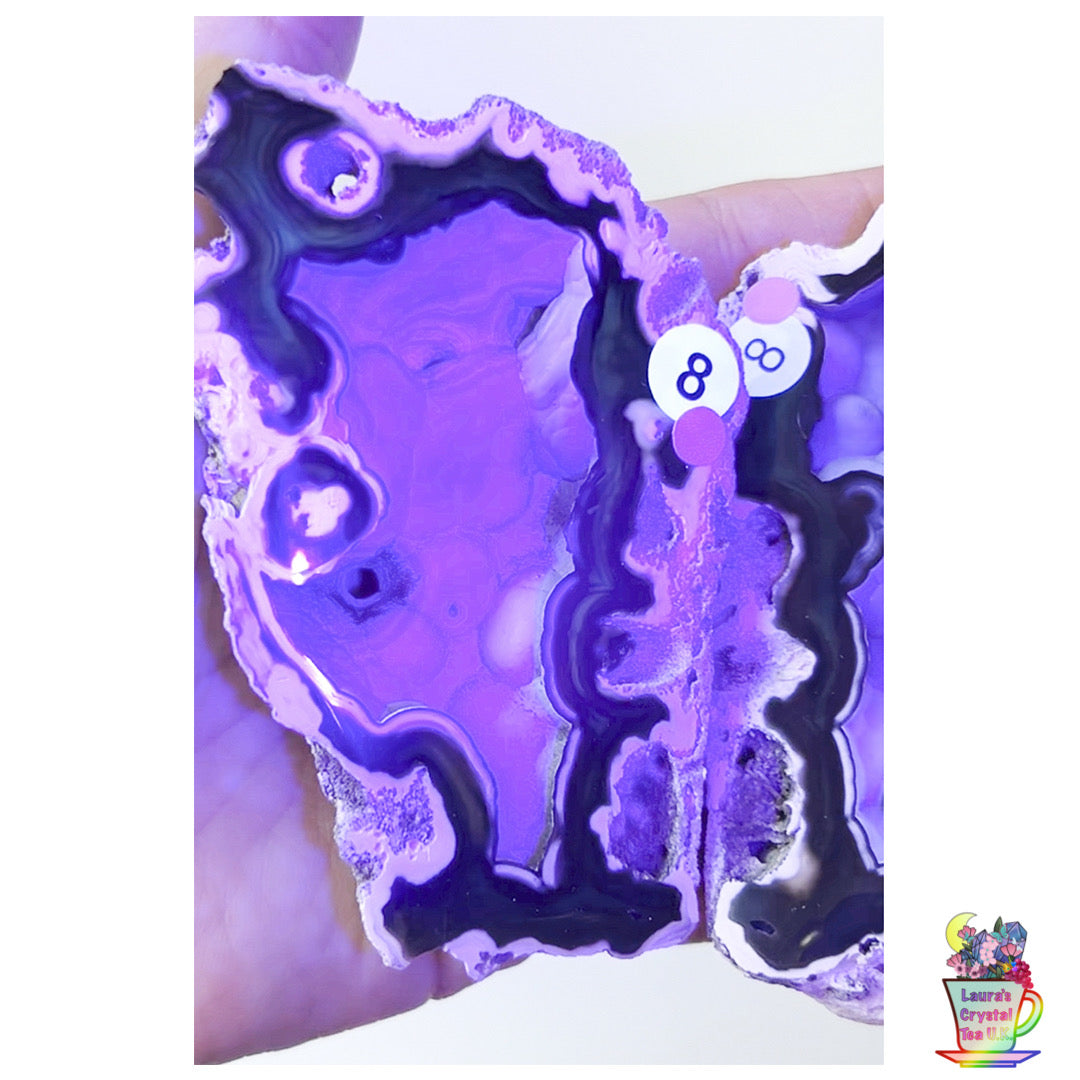 Fossilised Agatised Coral 🪸 8a Large Pair Limited Edition From Florida, USA 🇺🇸 Green UV