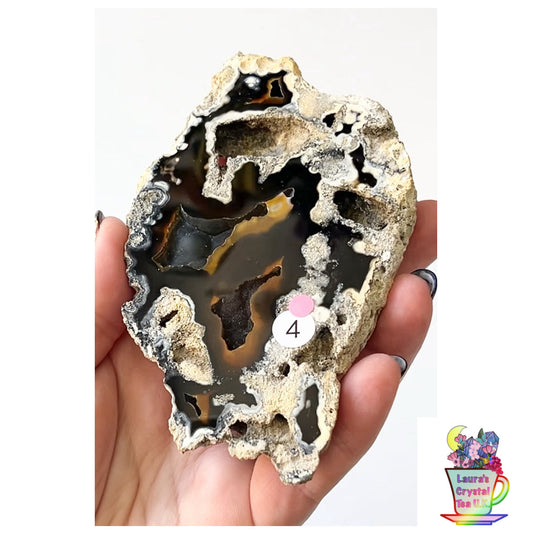 Fossilised Agatised Coral 🪸 4a Large Single Limited Edition From Florida, USA 🇺🇸 Green UV