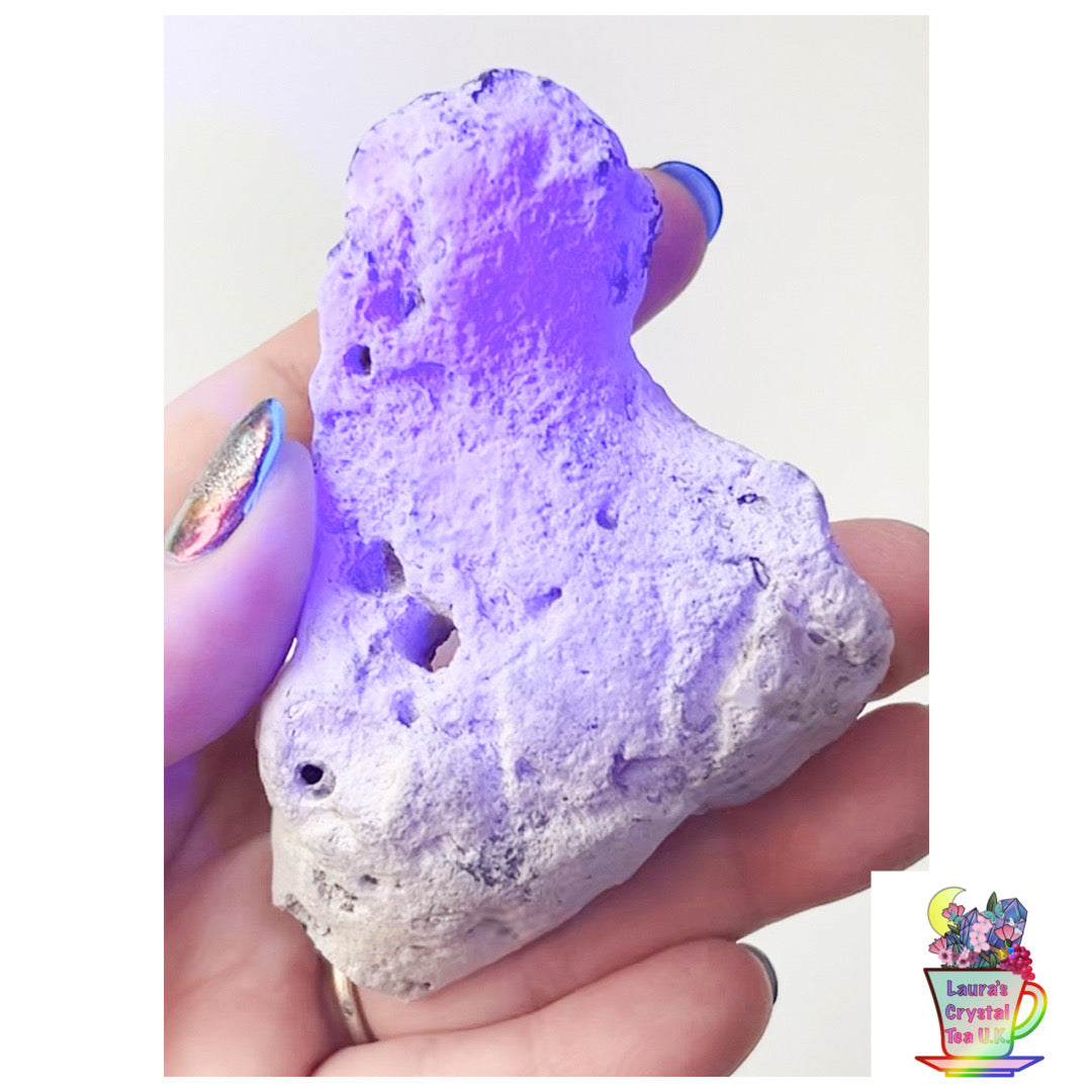 Fossilised Agatised Coral 🪸 9a Large Single Limited Edition From Florida, USA 🇺🇸 Green UV