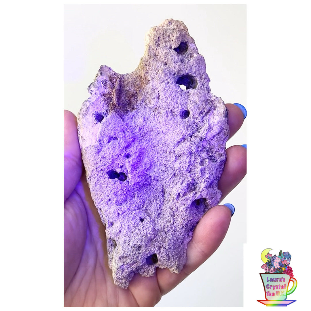 Fossilised Agatised Coral 🪸 4a Large Single Limited Edition From Florida, USA 🇺🇸 Green UV