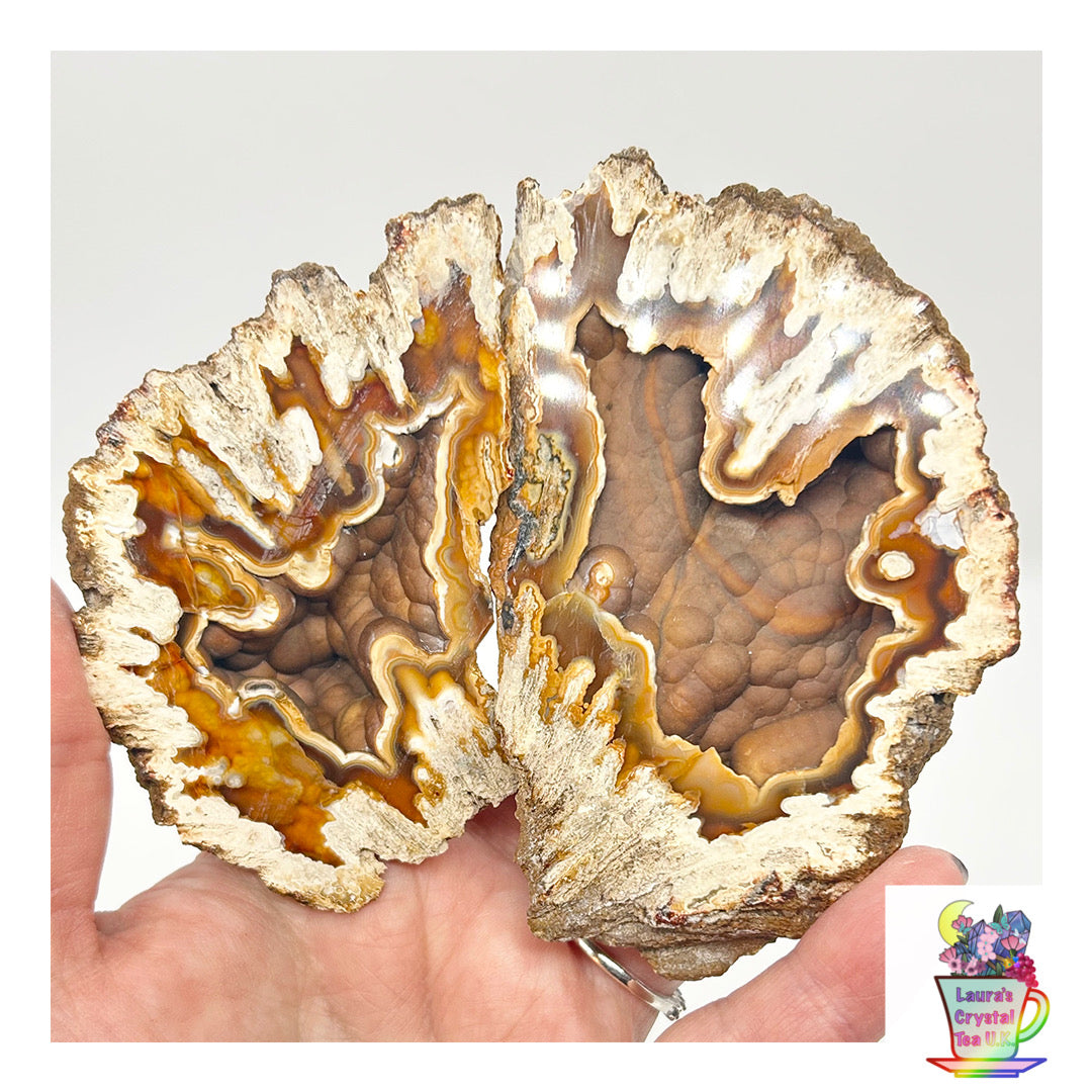 Fossilised Coral 🪸 XL Double #8 Limited Edition From Florida, USA 🇺🇸