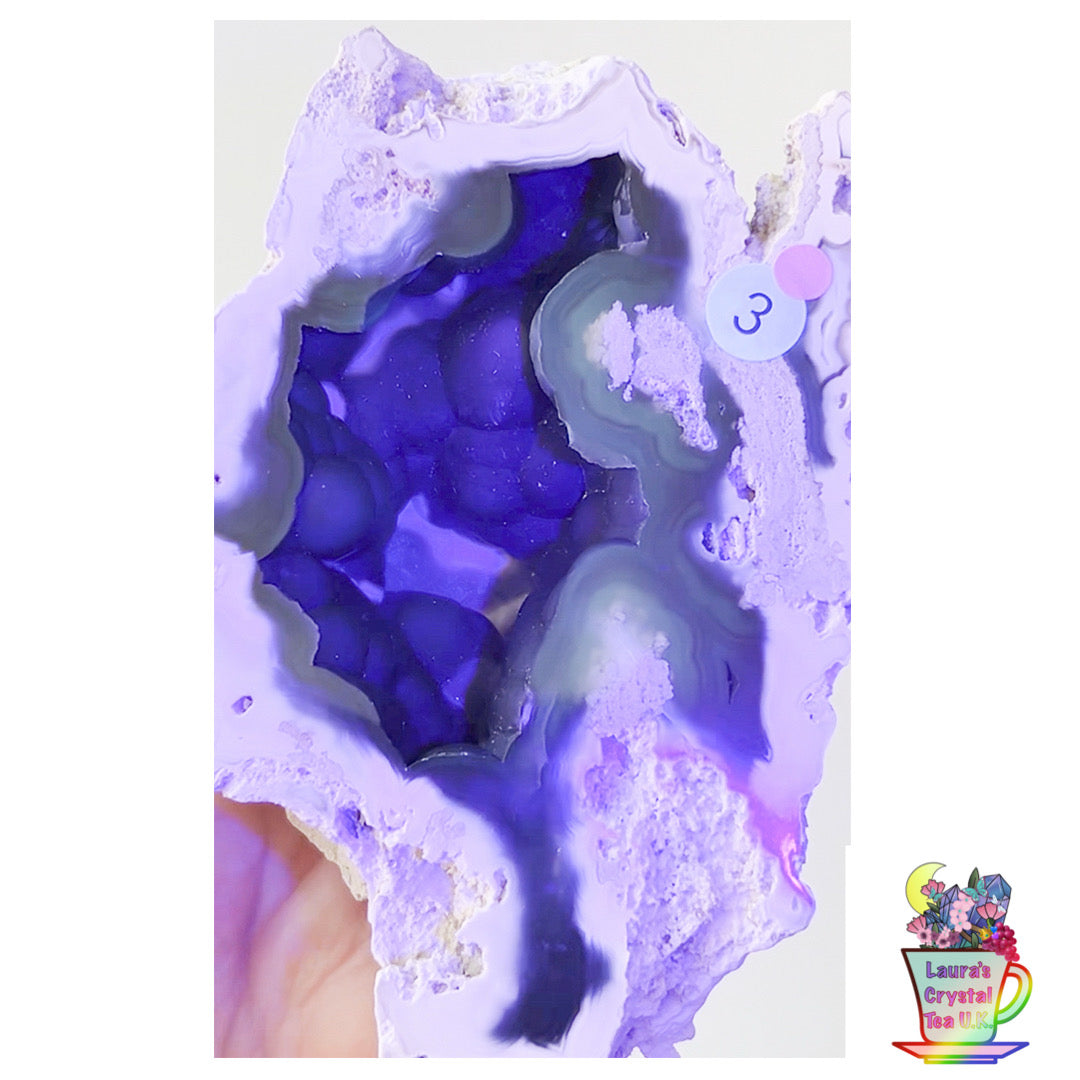 Fossilised Agatised Coral🪸 3a Large Single Limited Edition From Florida, USA 🇺🇸 Green UV