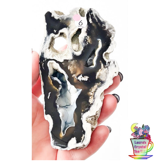 Fossilised Agatised Coral 🪸 6a Large Single Limited Edition From Florida, USA 🇺🇸 Green UV