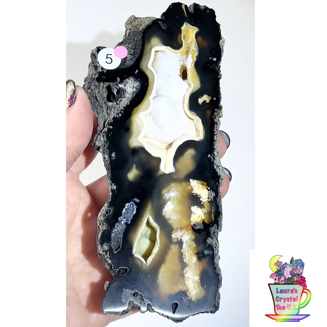 Fossilised Agatised Coral 🪸 5a Large Single Limited Edition From Florida, USA 🇺🇸 Green UV