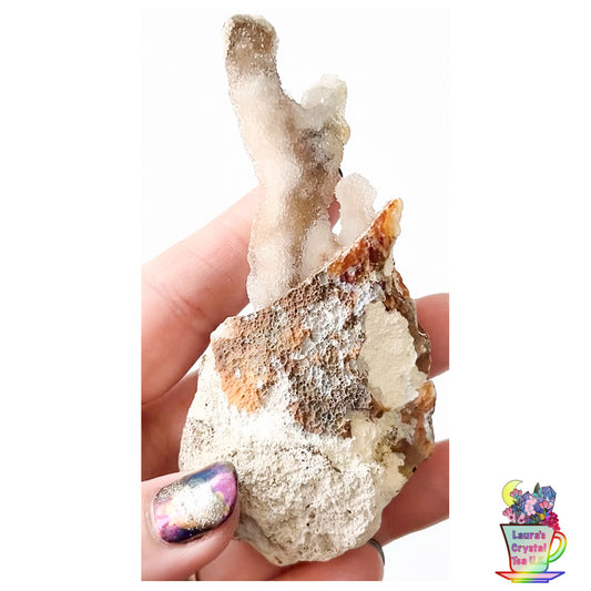 Fossilised Agatised Coral 🪸 13a Medium Single Limited Edition From Florida, USA 🇺🇸 Green UV