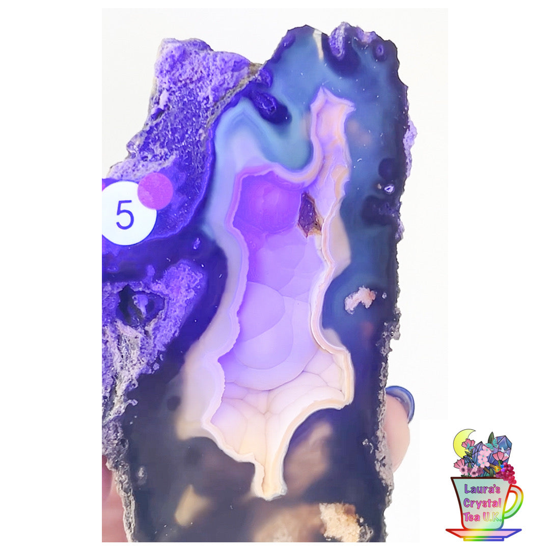 Fossilised Agatised Coral 🪸 5a Large Single Limited Edition From Florida, USA 🇺🇸 Green UV