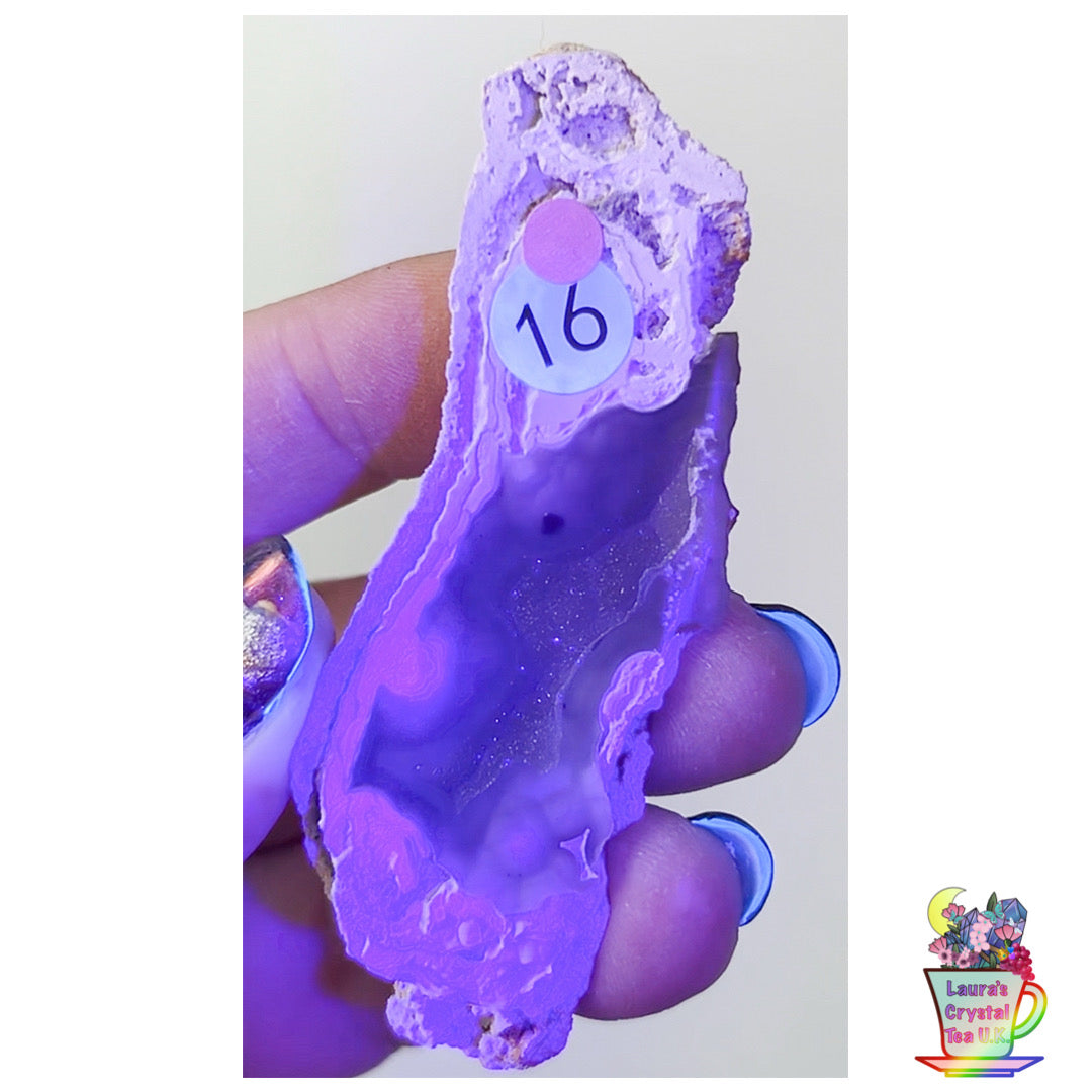 Fossilised Agatised Coral 🪸 16a Small Single Limited Edition From Florida, USA 🇺🇸 Green UV