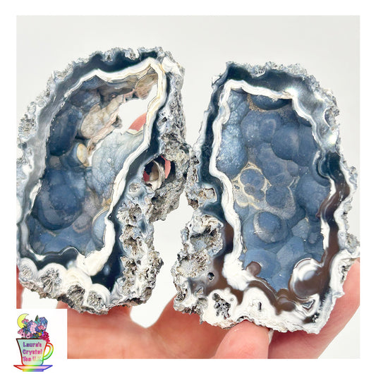 Fossilised Coral 🪸 Double #9 Limited Edition From Florida, USA 🇺🇸o