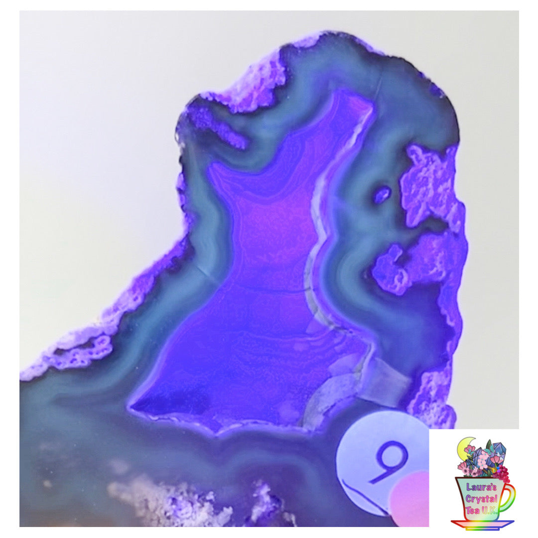 Fossilised Agatised Coral 🪸 9a Large Single Limited Edition From Florida, USA 🇺🇸 Green UV