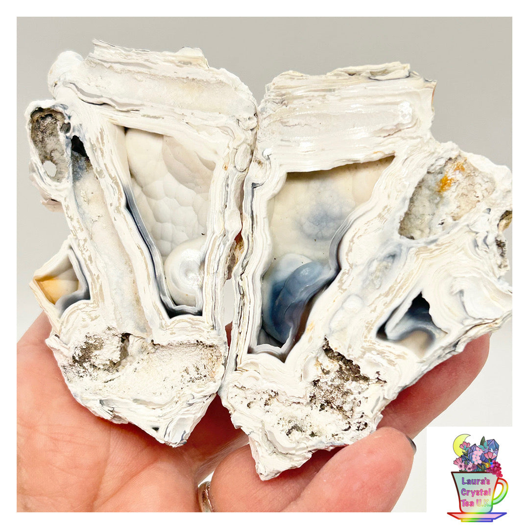 Fossilised Coral 🪸 Double #13 Limited Edition From Florida, USA 🇺🇸