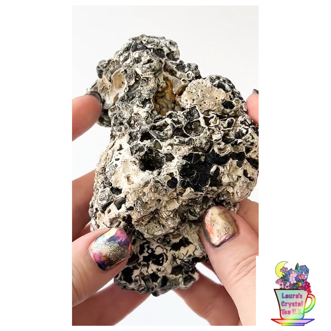 Fossilised Agatised Coral🪸 2a Large Single Limited Edition From Florida, USA 🇺🇸 Green UV