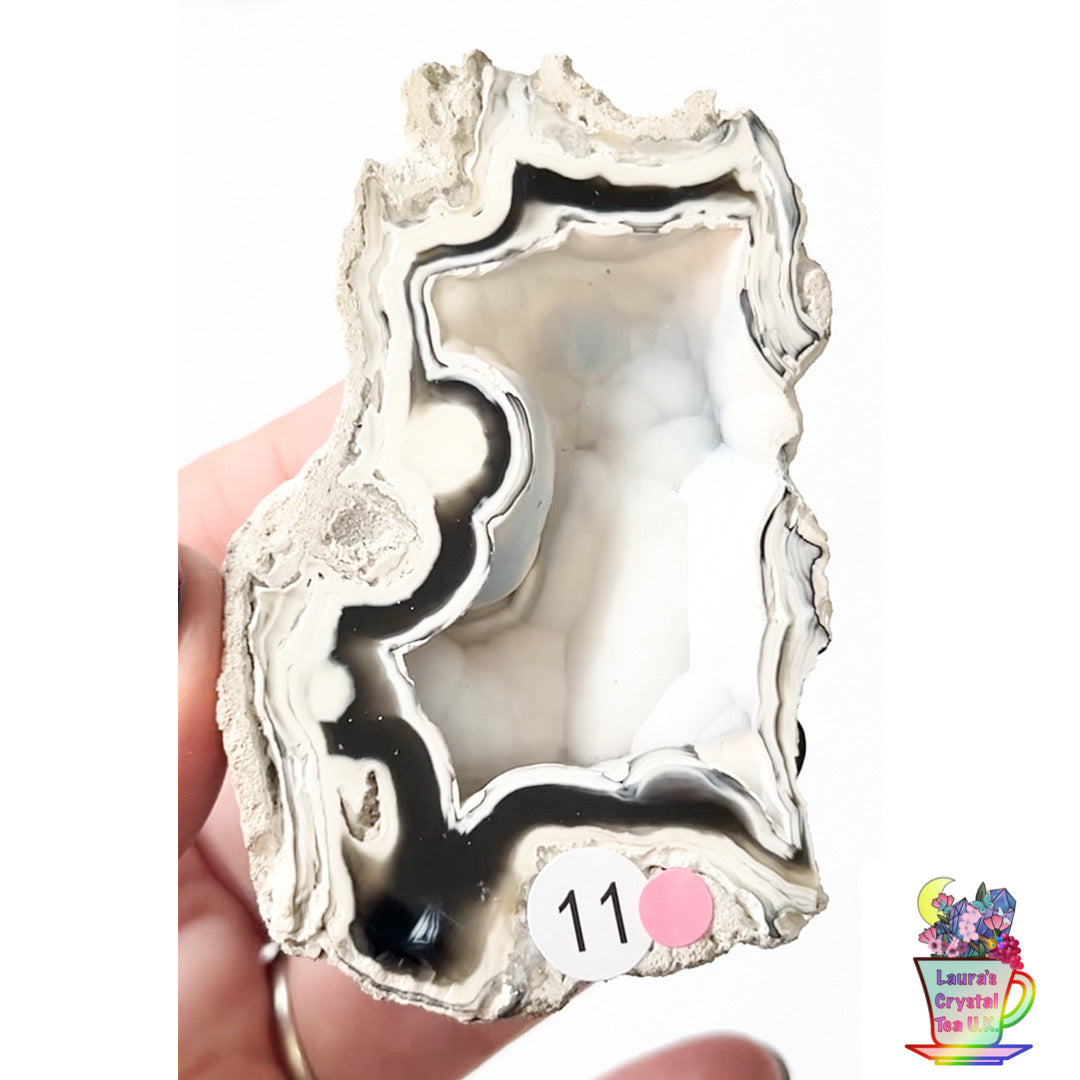 Fossilised Agatised Coral 🪸 11a Large Single Limited Edition From Florida, USA 🇺🇸 Green UV