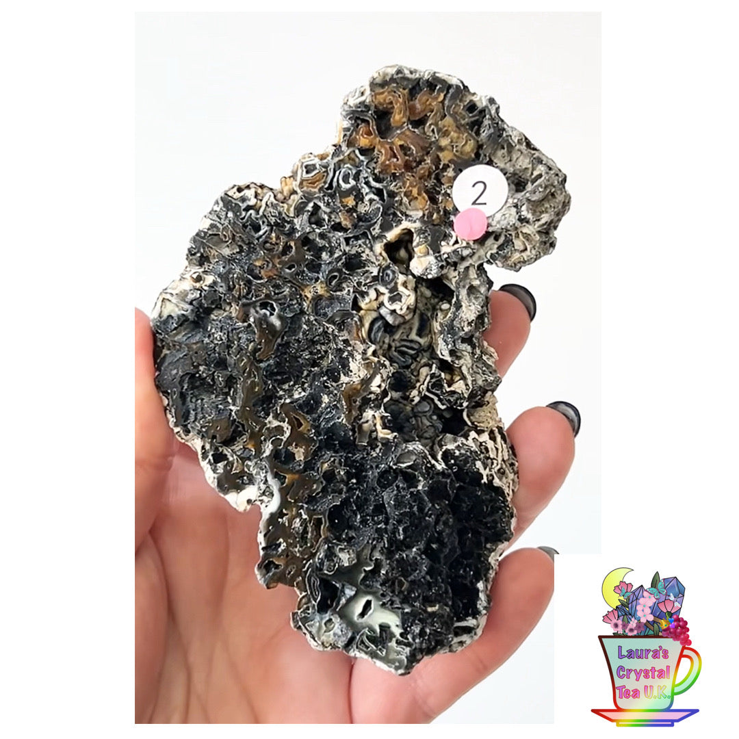 Fossilised Agatised Coral🪸 2a Large Single Limited Edition From Florida, USA 🇺🇸 Green UV