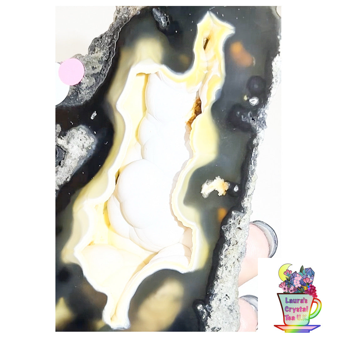 Fossilised Agatised Coral 🪸 5a Large Single Limited Edition From Florida, USA 🇺🇸 Green UV