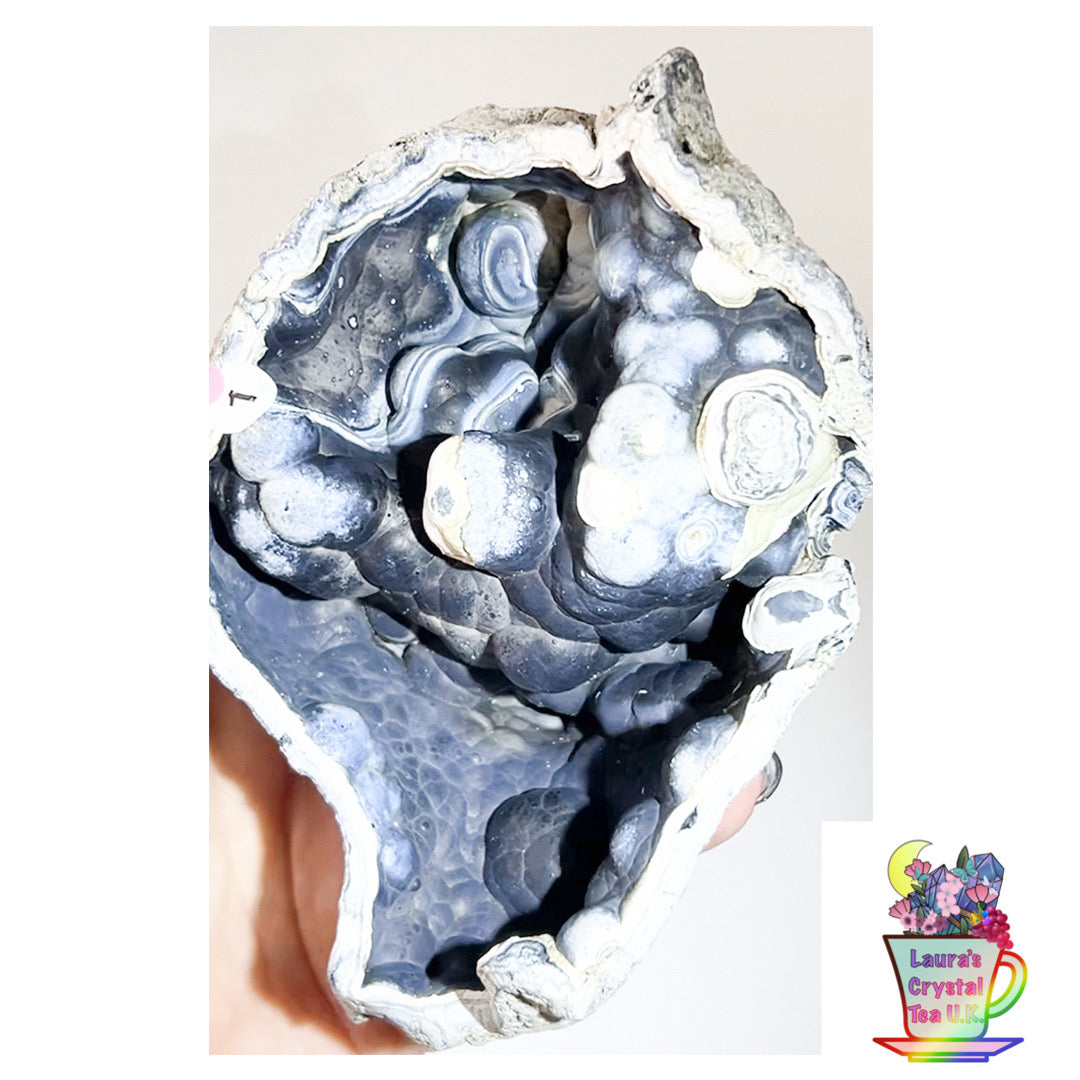 Fossilised Agatised Coral🪸 1a XL Single Limited Edition From Florida, USA 🇺🇸 Green UV