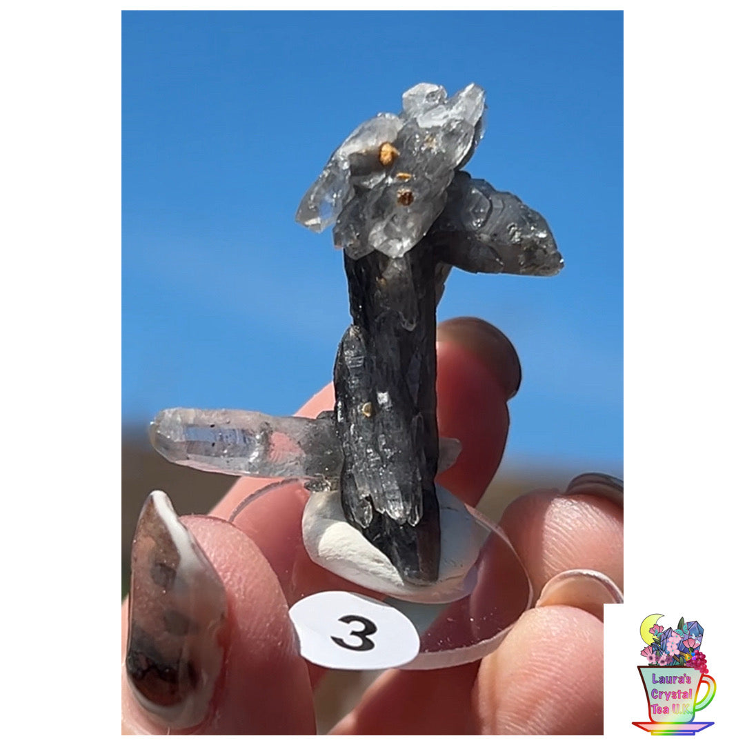 Black Vera Cruz from Piedra Parada, Veracruz, Mexico 🇲🇽 #3 - Small