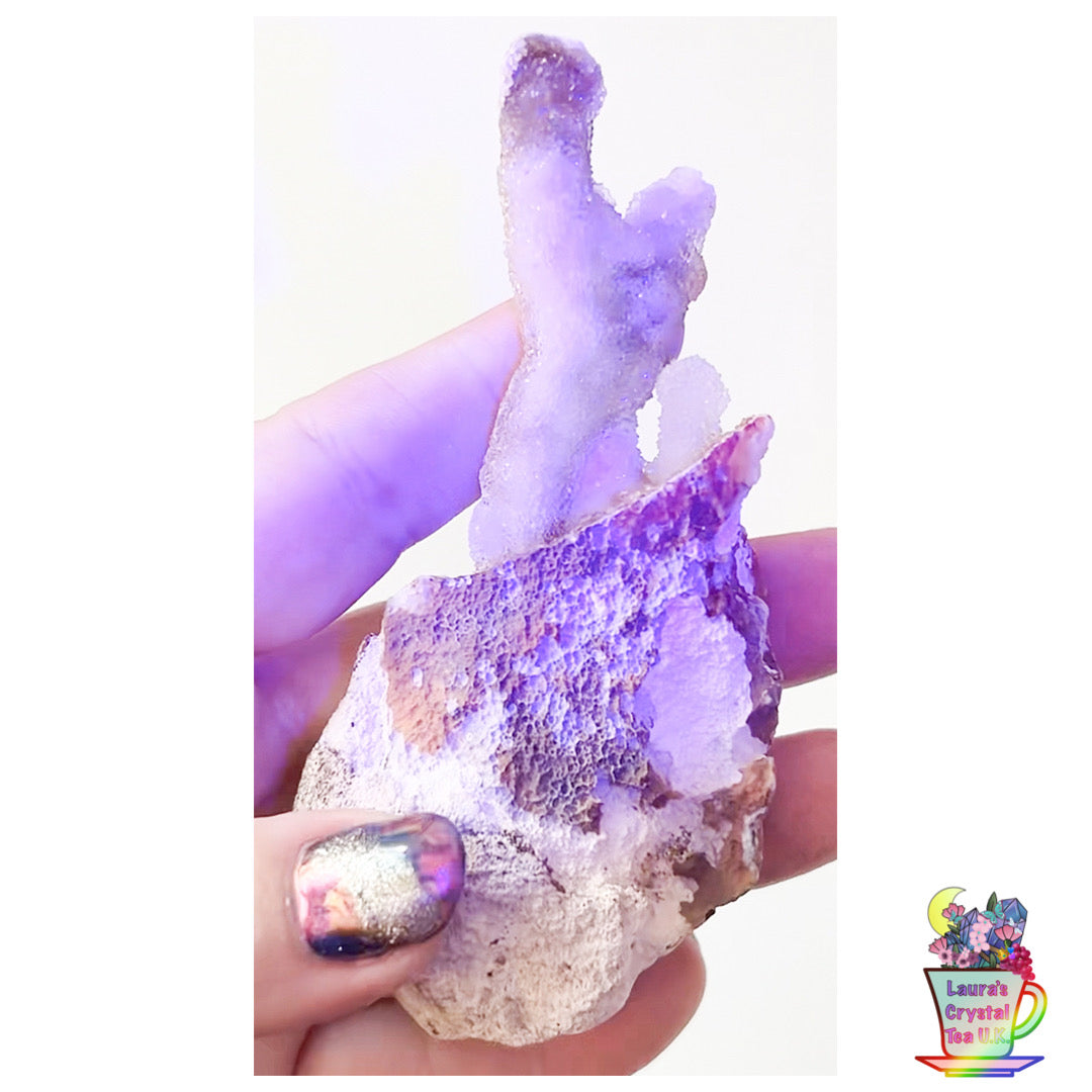 Fossilised Agatised Coral 🪸 13a Medium Single Limited Edition From Florida, USA 🇺🇸 Green UV