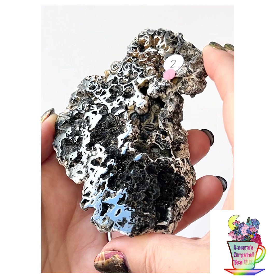 Fossilised Agatised Coral🪸 2a Large Single Limited Edition From Florida, USA 🇺🇸 Green UV