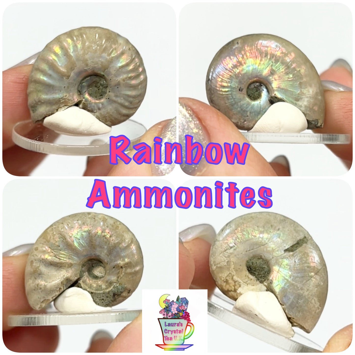 Rainbow 🌈 Ammonites From Madagascar 🇲🇬