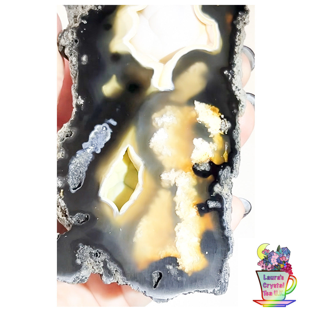 Fossilised Agatised Coral 🪸 5a Large Single Limited Edition From Florida, USA 🇺🇸 Green UV