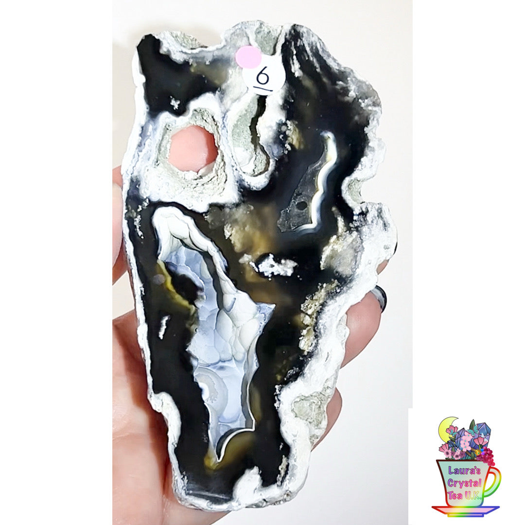 Fossilised Agatised Coral 🪸 6a Large Single Limited Edition From Florida, USA 🇺🇸 Green UV