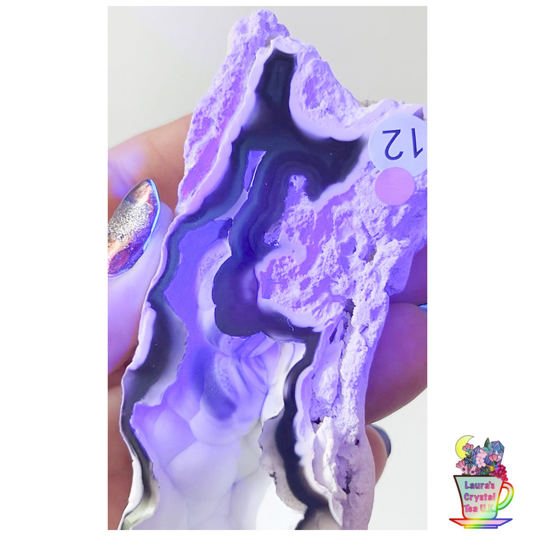 Fossilised Agatised Coral 🪸 12a Large Single Limited Edition From Florida, USA 🇺🇸 Green UV