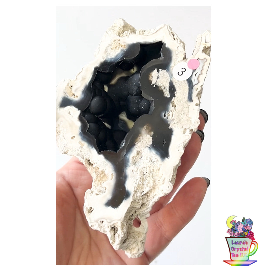 Fossilised Agatised Coral🪸 3a Large Single Limited Edition From Florida, USA 🇺🇸 Green UV