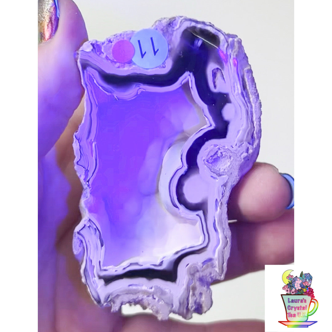 Fossilised Agatised Coral 🪸 11a Large Single Limited Edition From Florida, USA 🇺🇸 Green UV