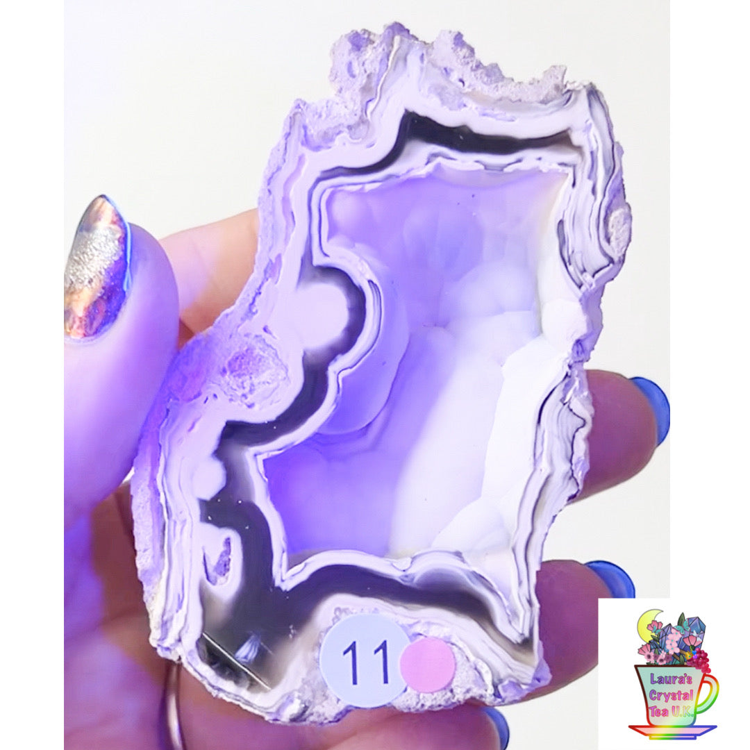 Fossilised Agatised Coral 🪸 11a Large Single Limited Edition From Florida, USA 🇺🇸 Green UV