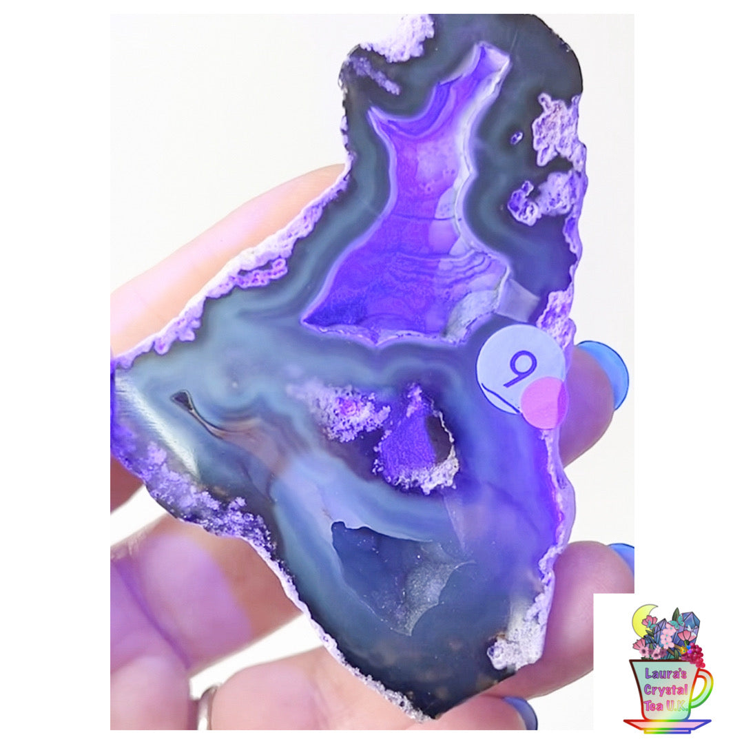 Fossilised Agatised Coral 🪸 9a Large Single Limited Edition From Florida, USA 🇺🇸 Green UV