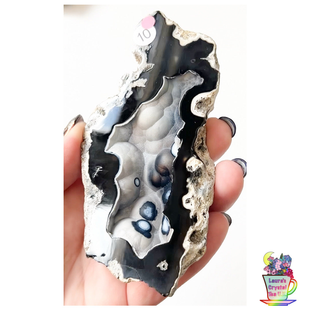 Fossilised Agatised Coral 🪸 10a Large Single Limited Edition From Florida, USA 🇺🇸 Green UV