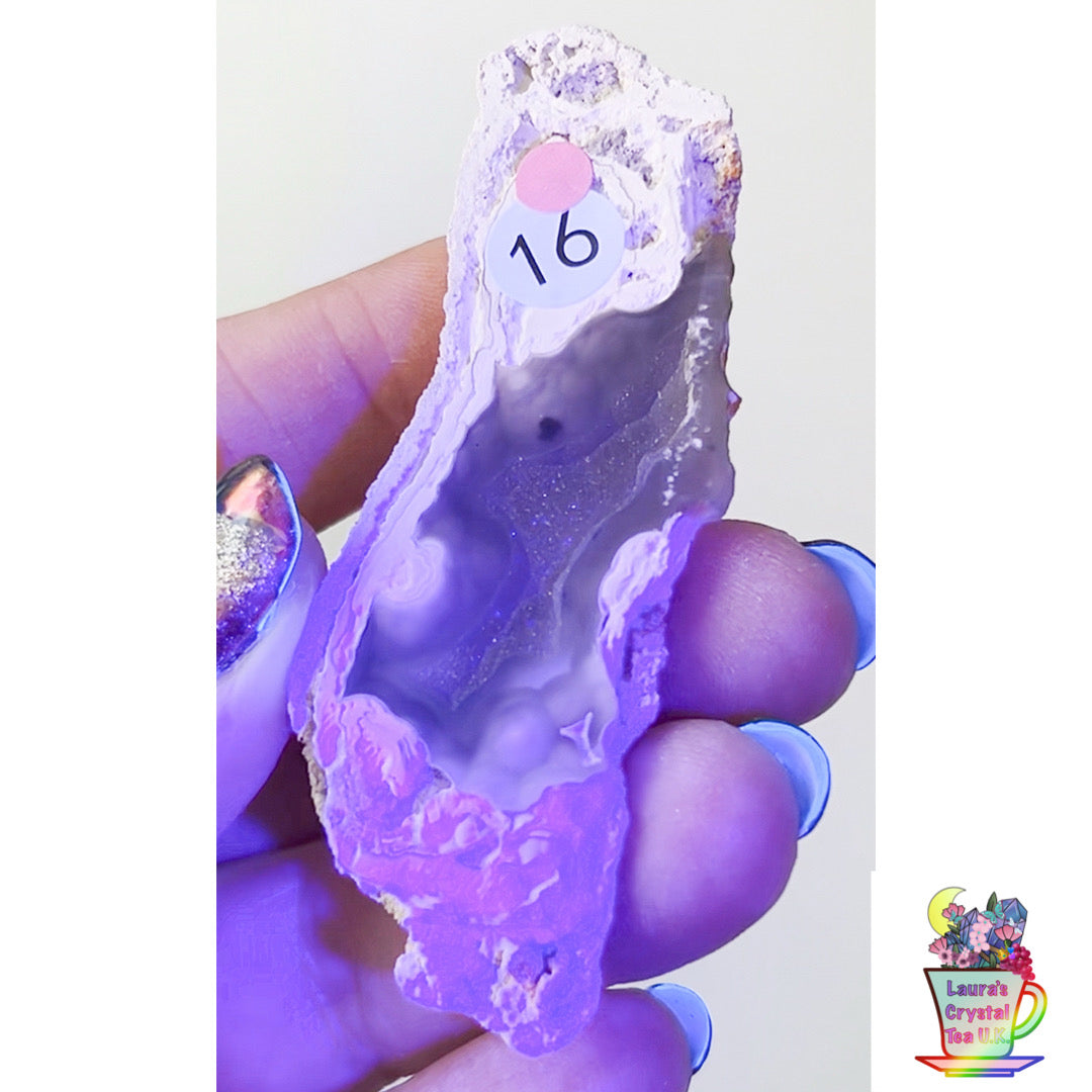 Fossilised Agatised Coral 🪸 16a Small Single Limited Edition From Florida, USA 🇺🇸 Green UV