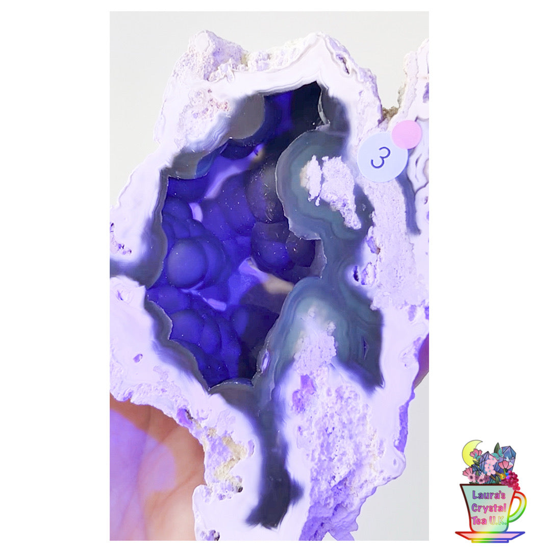 Fossilised Agatised Coral🪸 3a Large Single Limited Edition From Florida, USA 🇺🇸 Green UV
