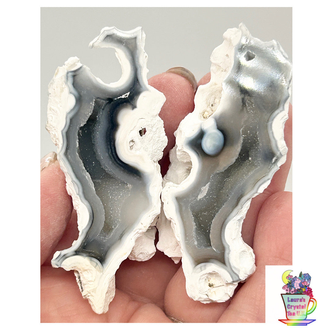 Fossilised Coral 🪸 Double #11 Limited Edition From Florida, USA 🇺🇸