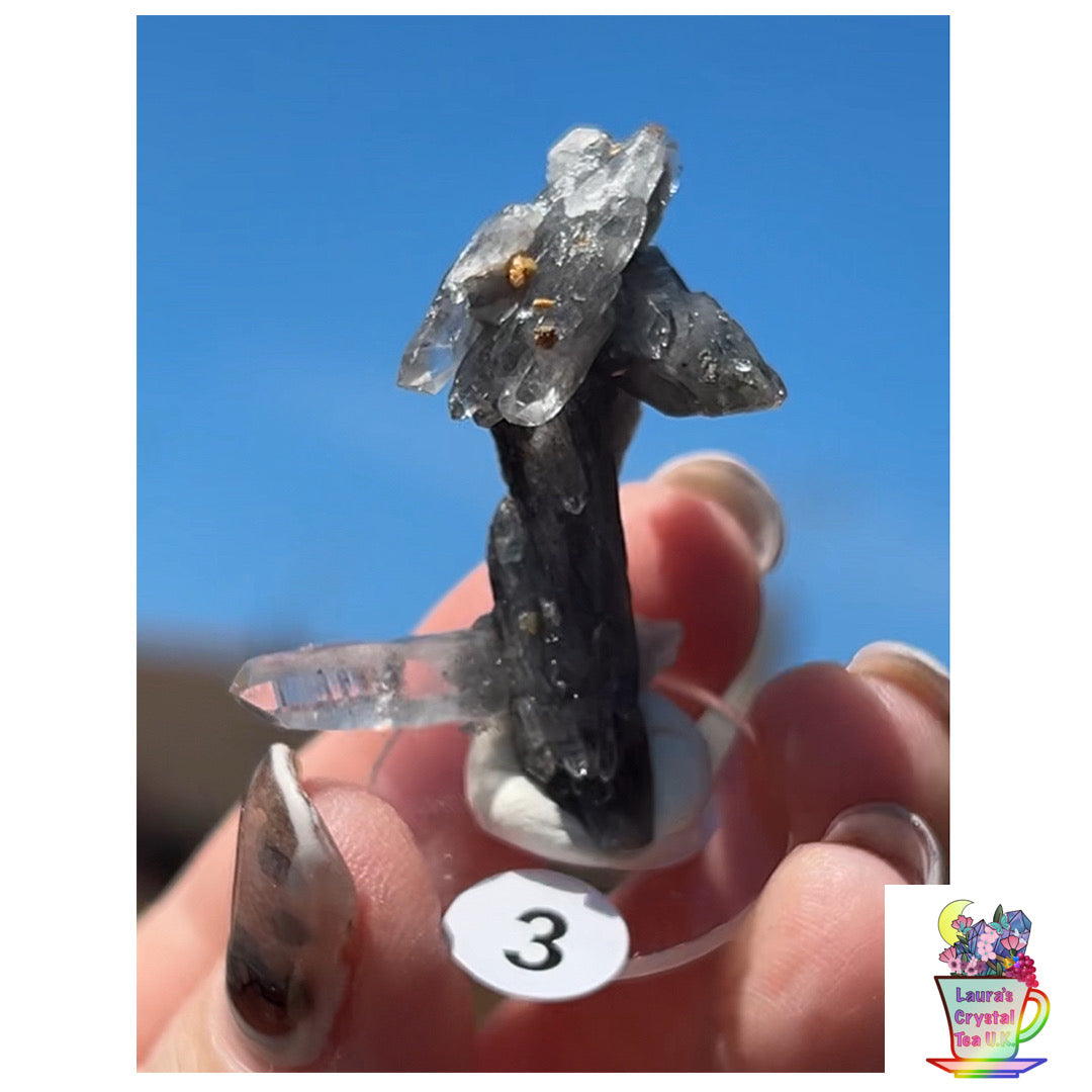 Black Vera Cruz from Piedra Parada, Veracruz, Mexico 🇲🇽 #3 - Small