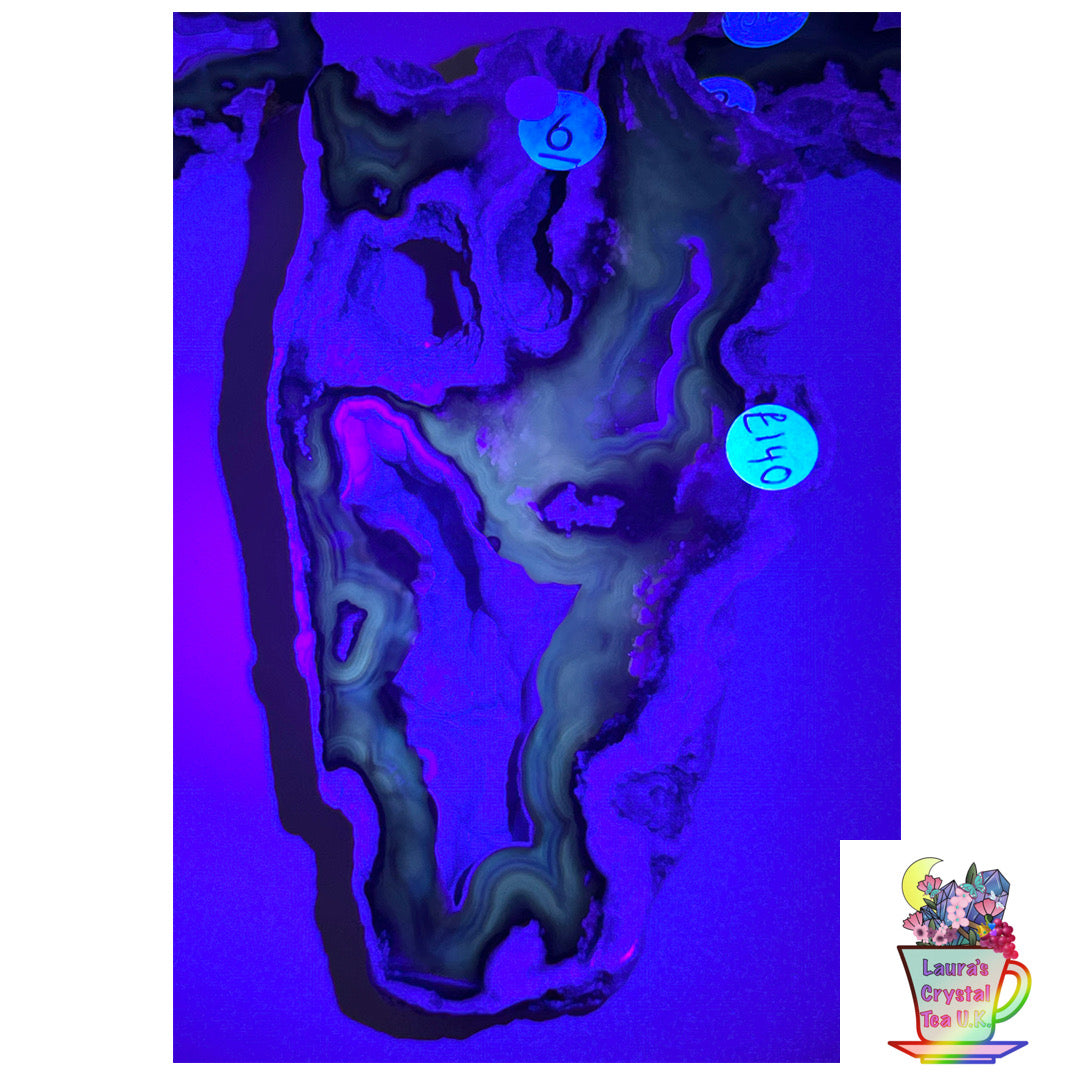 Fossilised Agatised Coral 🪸 6a Large Single Limited Edition From Florida, USA 🇺🇸 Green UV