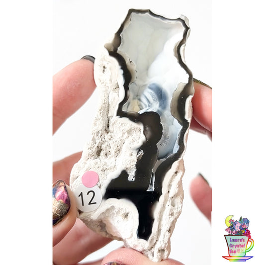 Fossilised Agatised Coral 🪸 12a Large Single Limited Edition From Florida, USA 🇺🇸 Green UV