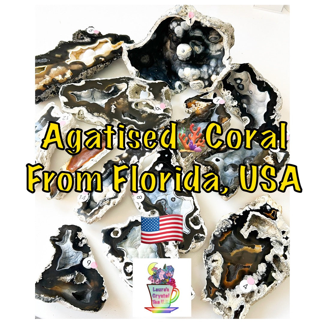 Fossilised Agatised Coral 🪸 6a Large Single Limited Edition From Florida, USA 🇺🇸 Green UV