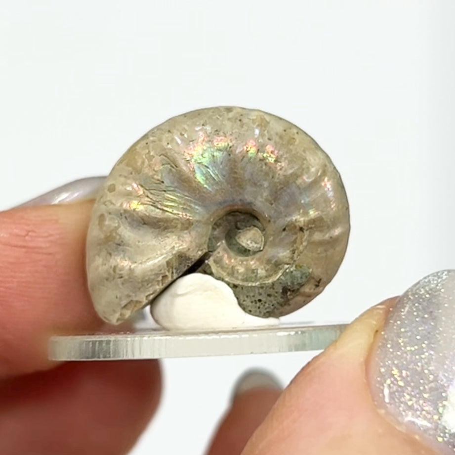 Rainbow 🌈 Ammonites From Madagascar 🇲🇬