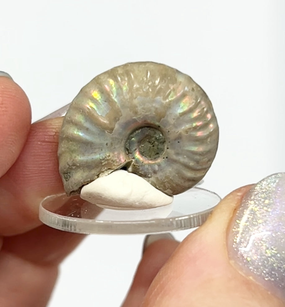 Rainbow 🌈 Ammonites From Madagascar 🇲🇬