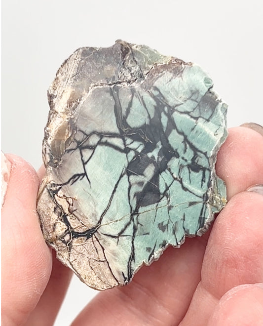 Green-Blue Petrified Wood 🪵 #5 From Turkey 🇹🇷