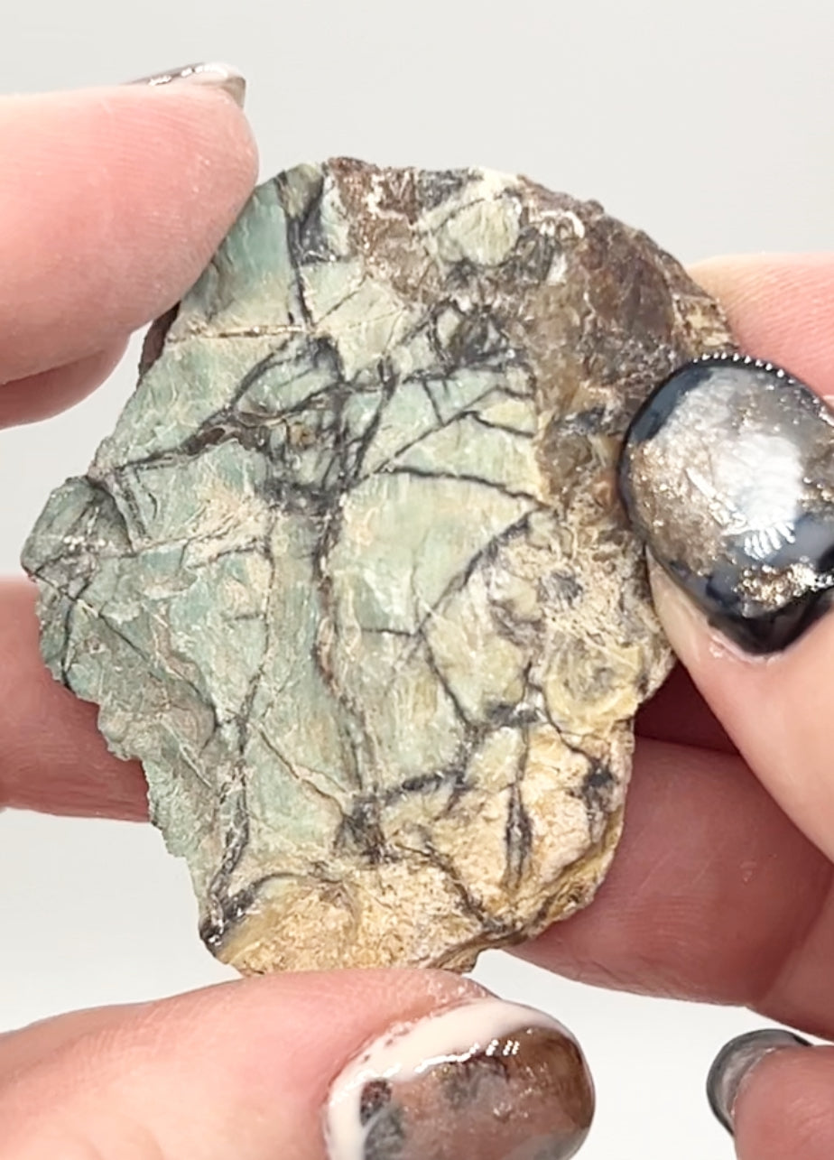 Green-Blue Petrified Wood 🪵 #5 From Turkey 🇹🇷