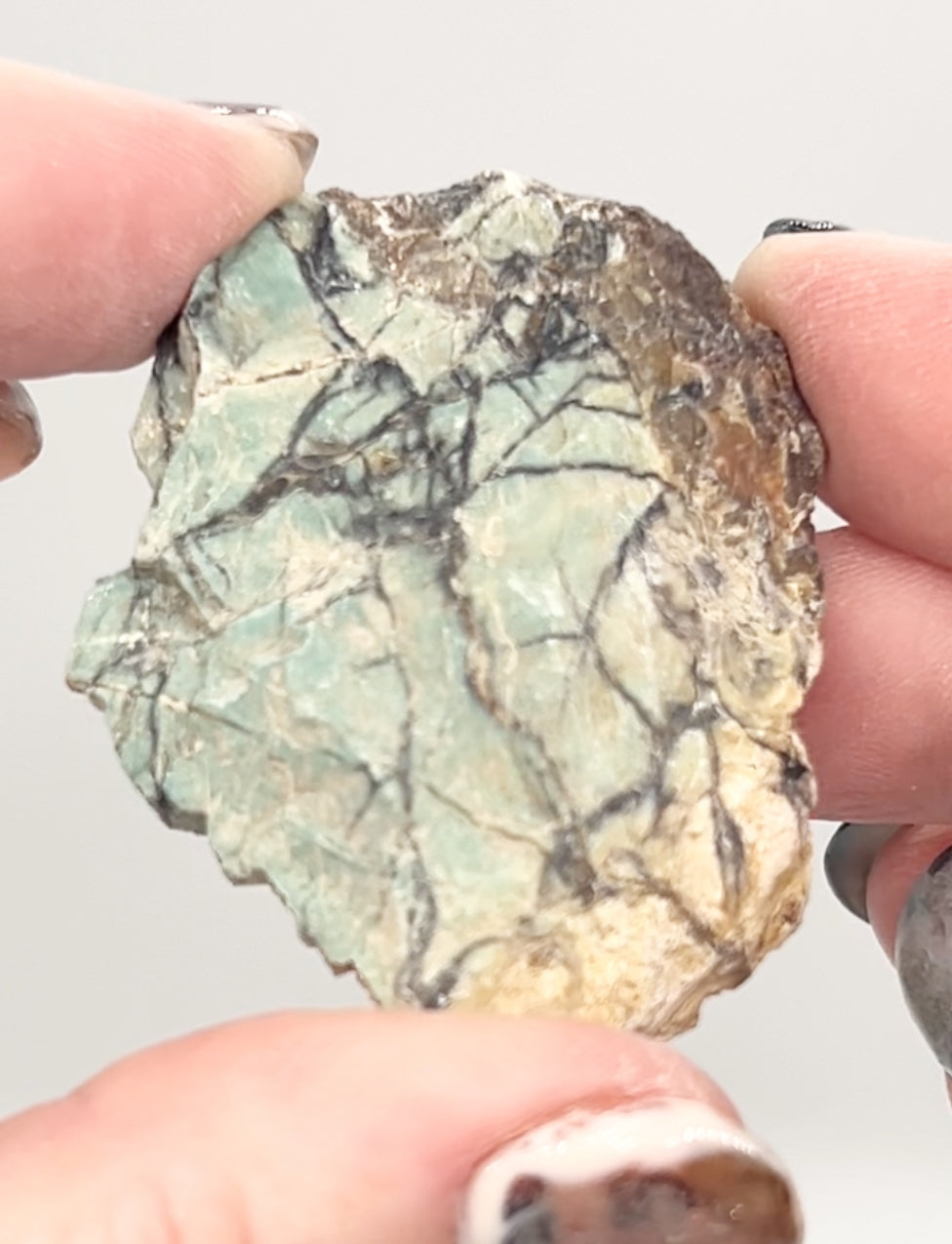 Green-Blue Petrified Wood 🪵 #5 From Turkey 🇹🇷