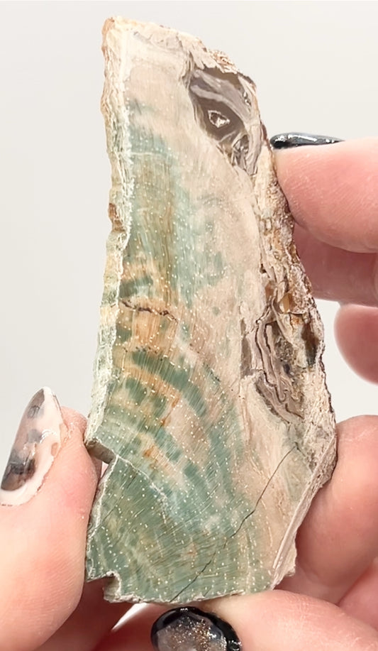Green-Blue Petrified Wood 🪵 #7 From Turkey 🇹🇷
