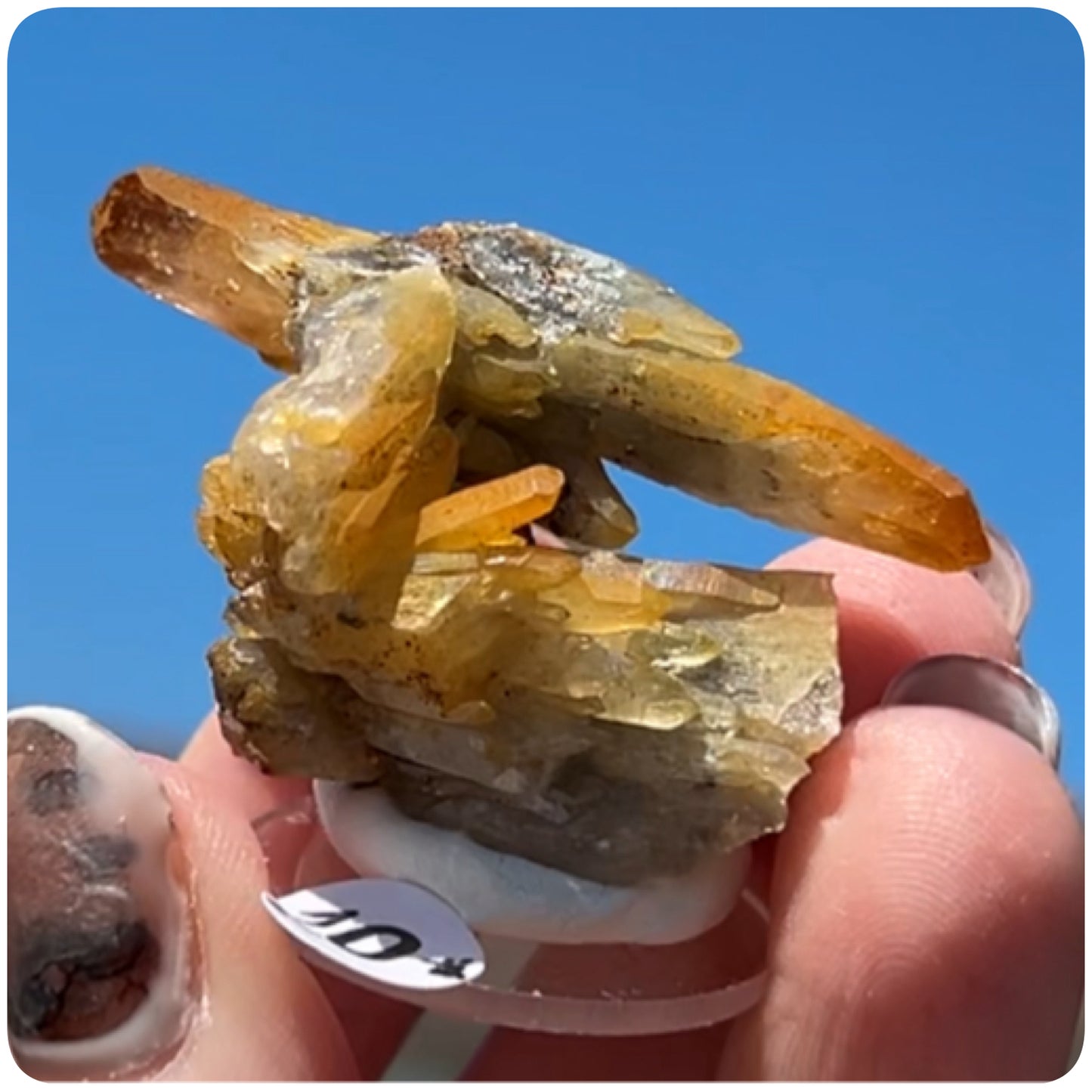 Black Iridescent Vera Cruz from Piedra Parada, Veracruz, Mexico 🇲🇽 #10