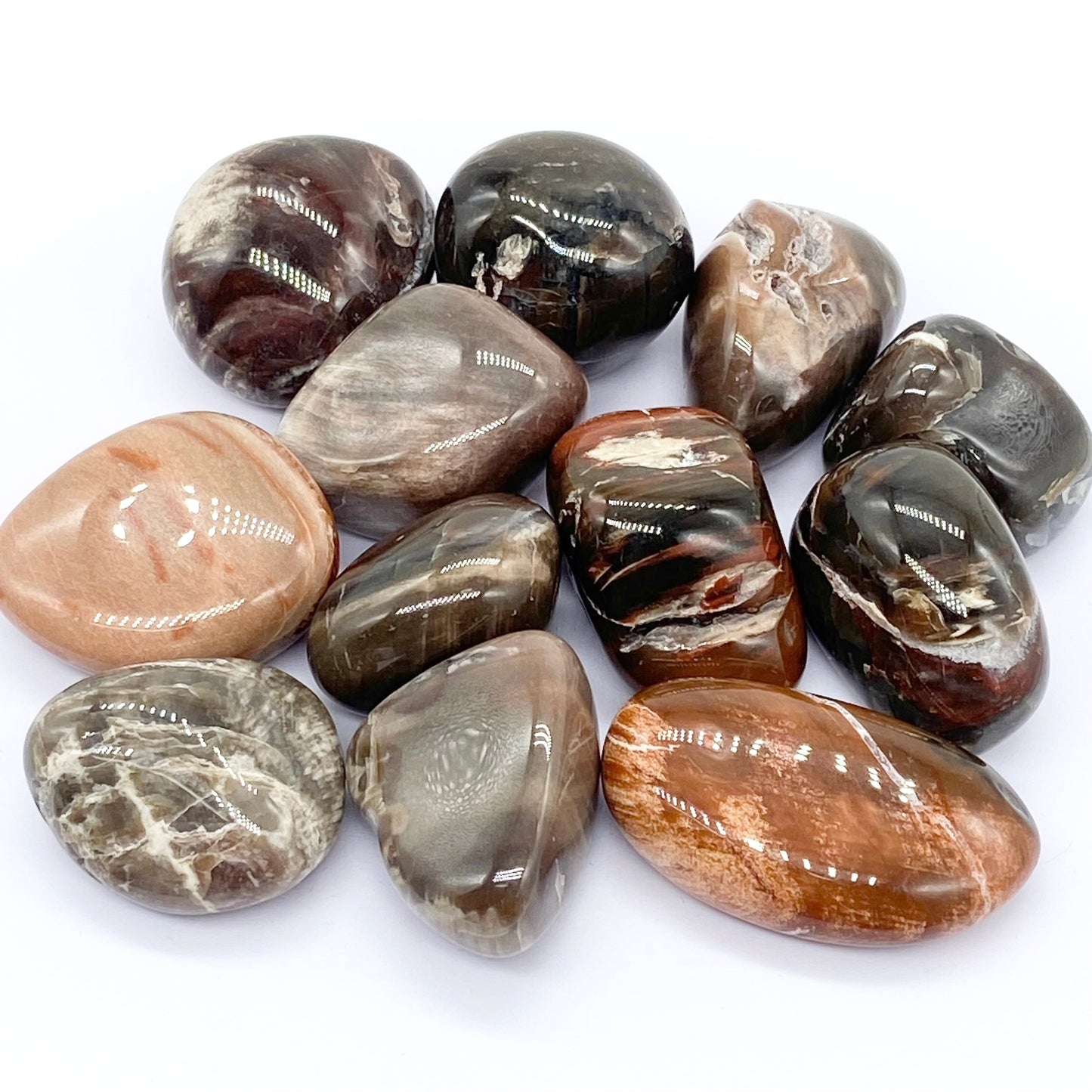 Rare Collectors Petrified Agate Wood Tumbles From Madagascar 🇲🇬 Pick Your Size