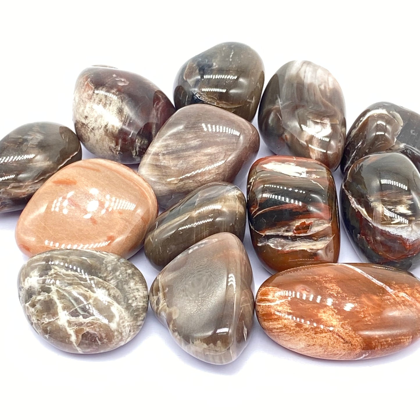 Rare Collectors Petrified Agate Wood Tumbles From Madagascar 🇲🇬 Pick Your Size