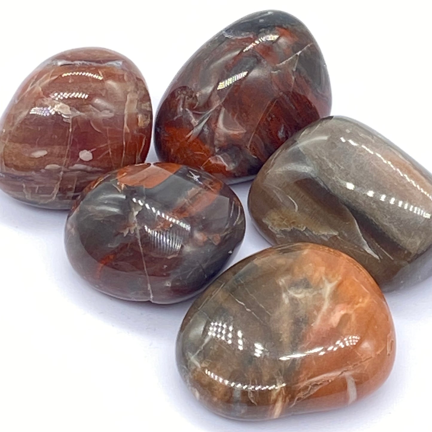 Rare Collectors Petrified Agate Wood Tumbles From Madagascar 🇲🇬 Pick Your Size