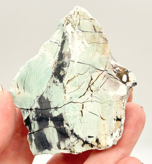 Green-Blue Petrified Wood 🪵 #1 From Turkey 🇹🇷