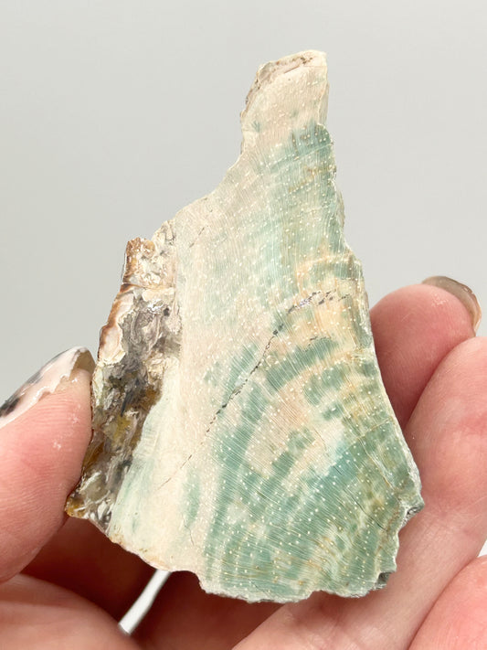 Green-Blue Petrified Wood 🪵 #2 From Turkey 🇹🇷